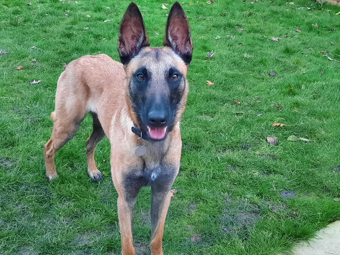 a close up of Arlo, the belgian malinois, standing on green grass, facing the camera with a relaxed happy face and open smiling mouth