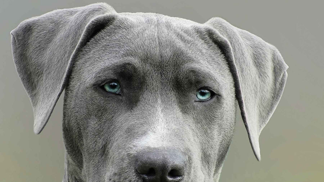 face of a large grey dog with blue eyes looking anxiously at the camera
