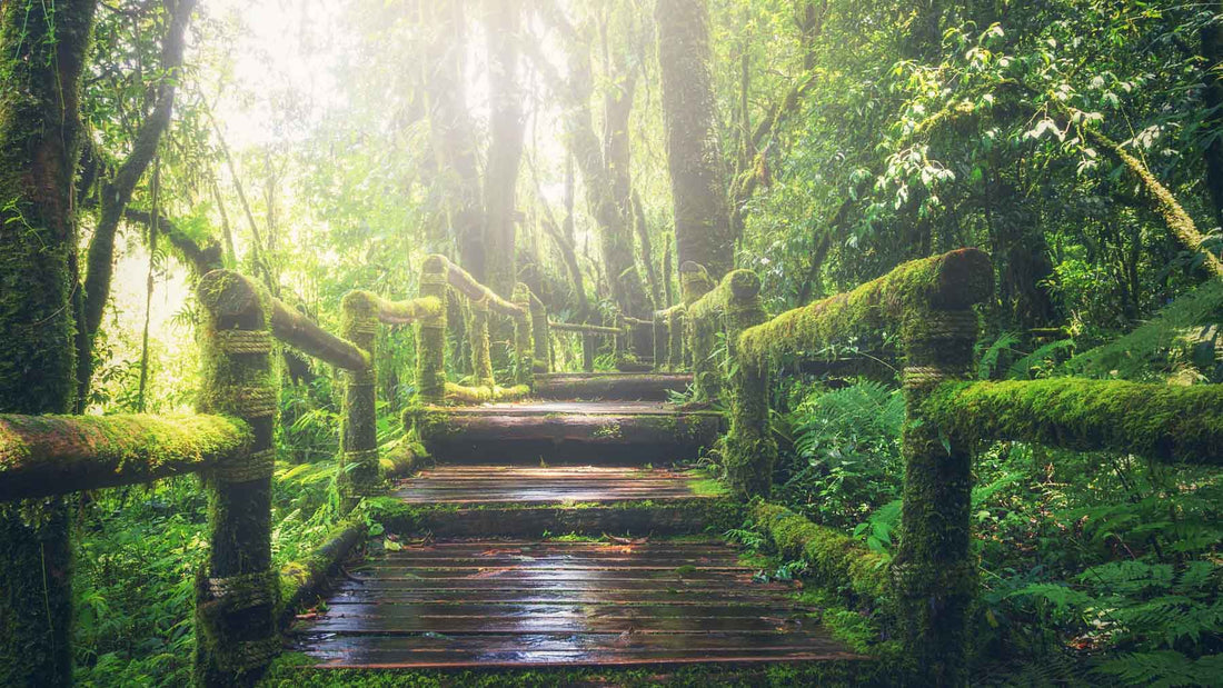 steps to a better life