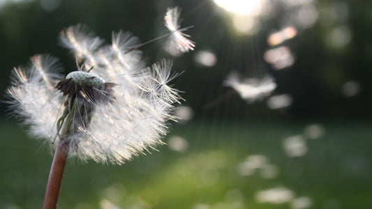 dandelion seeds floating free