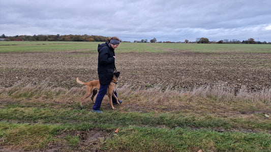 Side view of Jo walking along track with Belgian Malinois dog walking in between her legs and looking up at her - fields and sky in the background