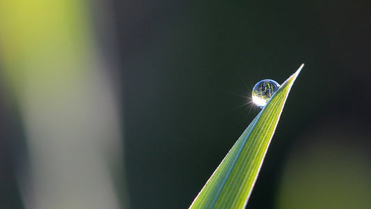 droplet of water sparkling on blade of grass