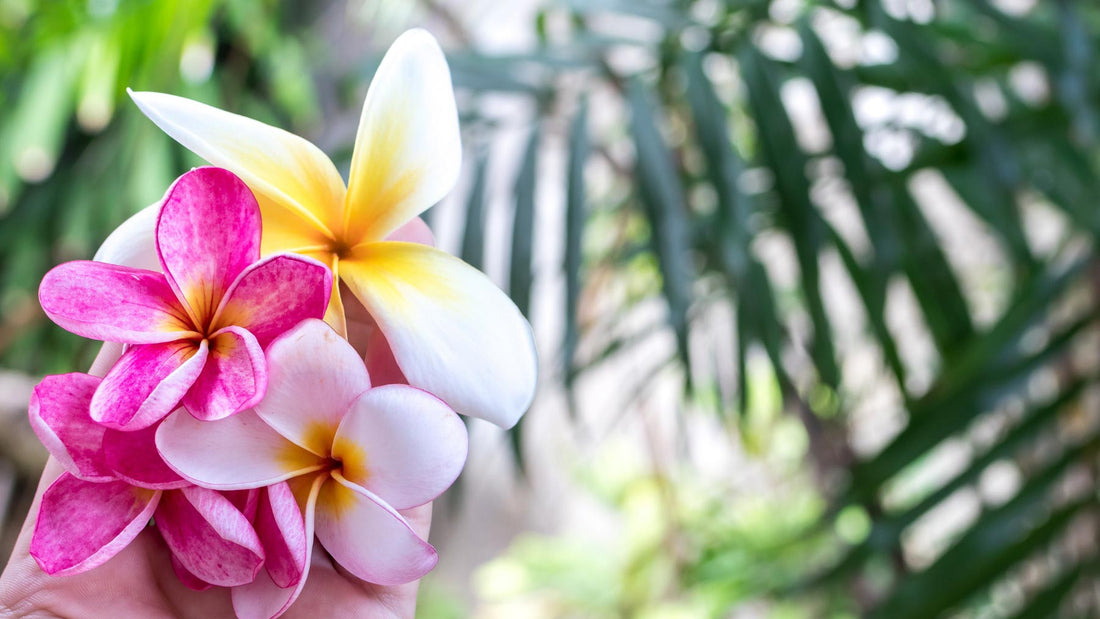 beautiful pink, white and yellow exotic flower in the foreground with out-of-focus tropical leaves in the background