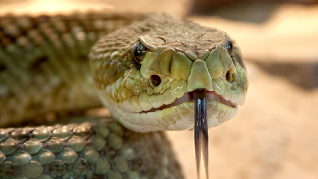 snake facing camera with forked tongue to represent the lies alcohol tells
