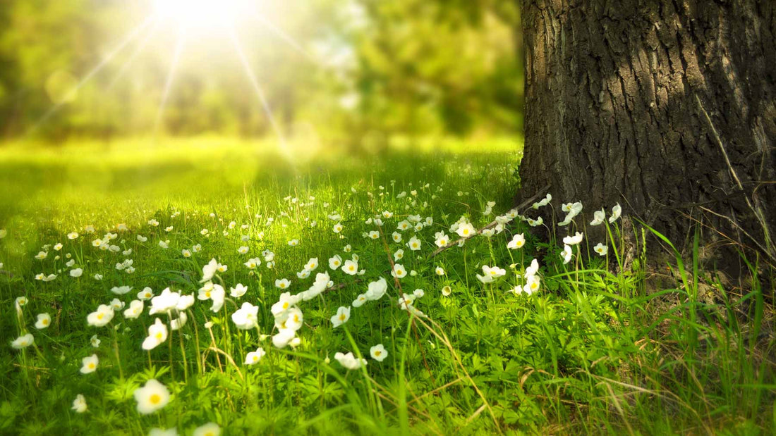 sunshine over daisies at the foot of a tree showing the importance of positive beliefs about life without alcohol